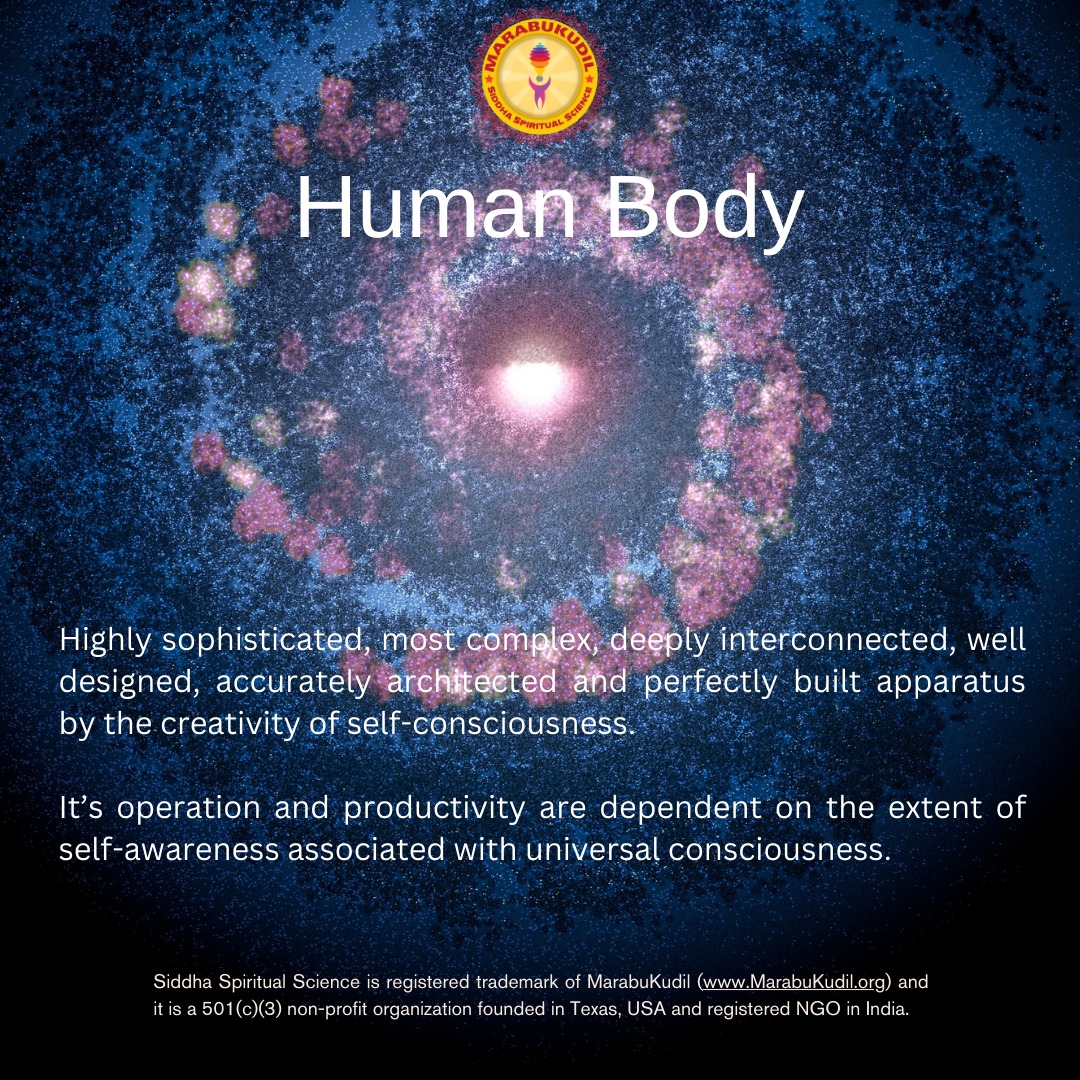 Human Body